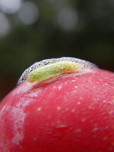 Garcinia lateriflora (Kandis) — photo