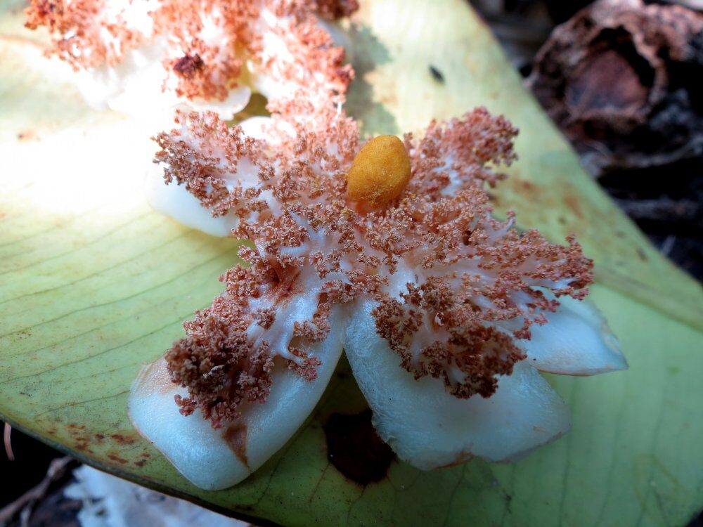 Garcinia latissima — photo