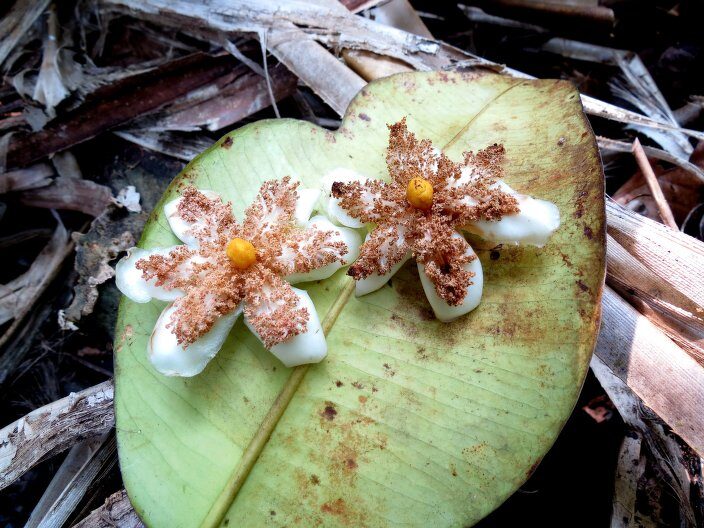 Garcinia latissima — photo
