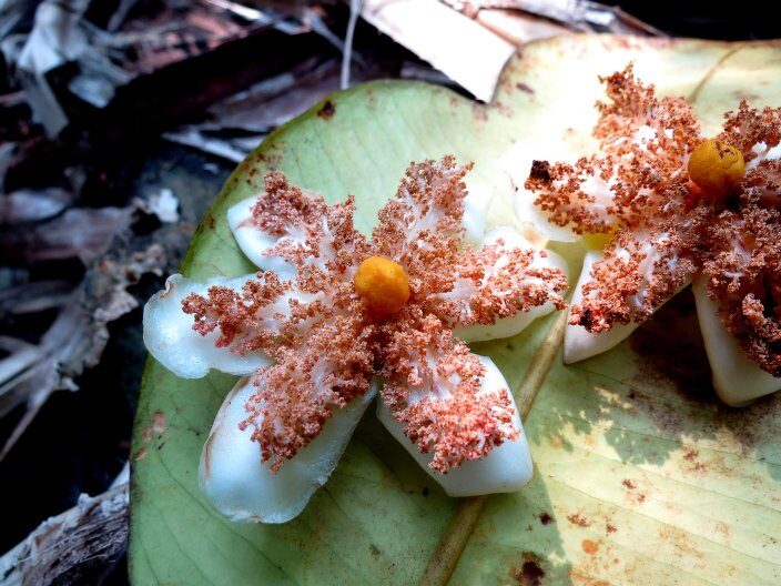 Garcinia latissima