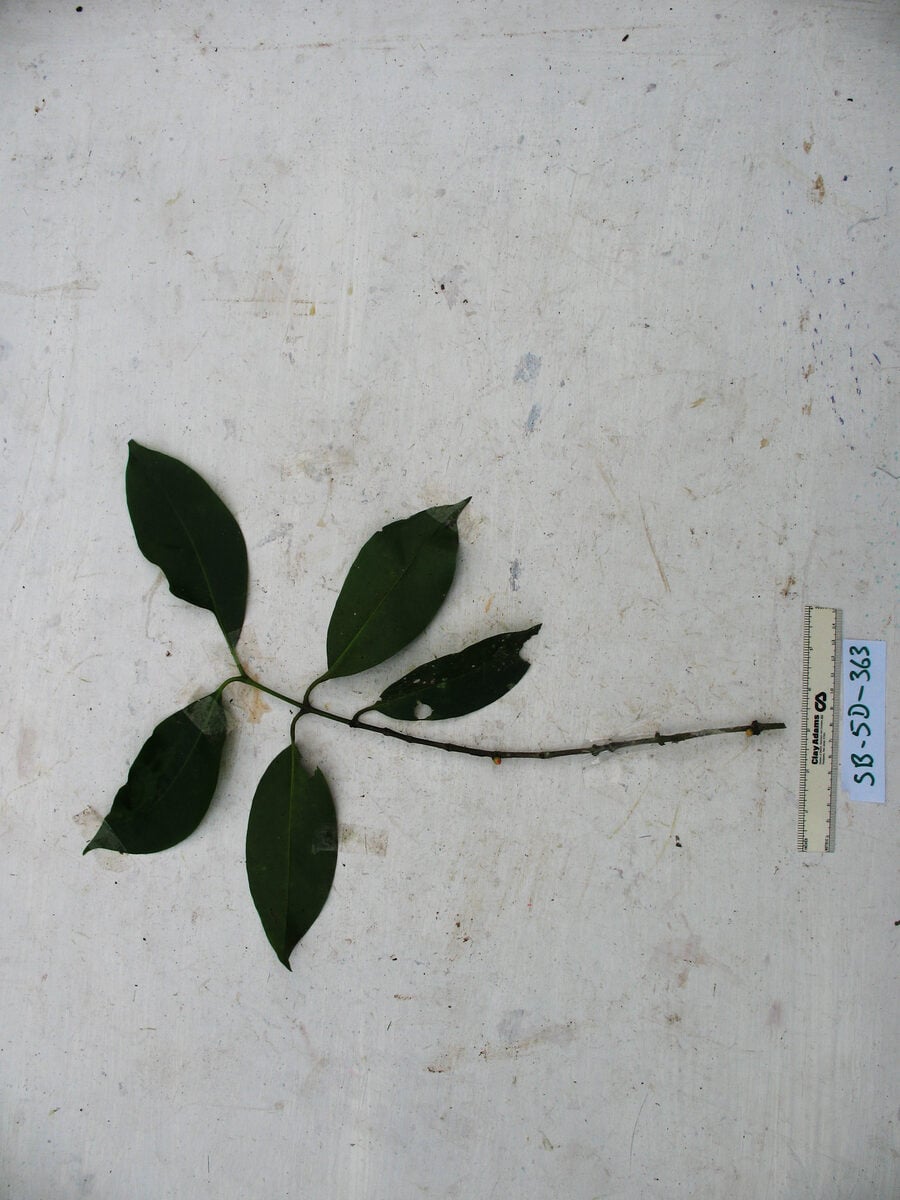 Garcinia ledermannii