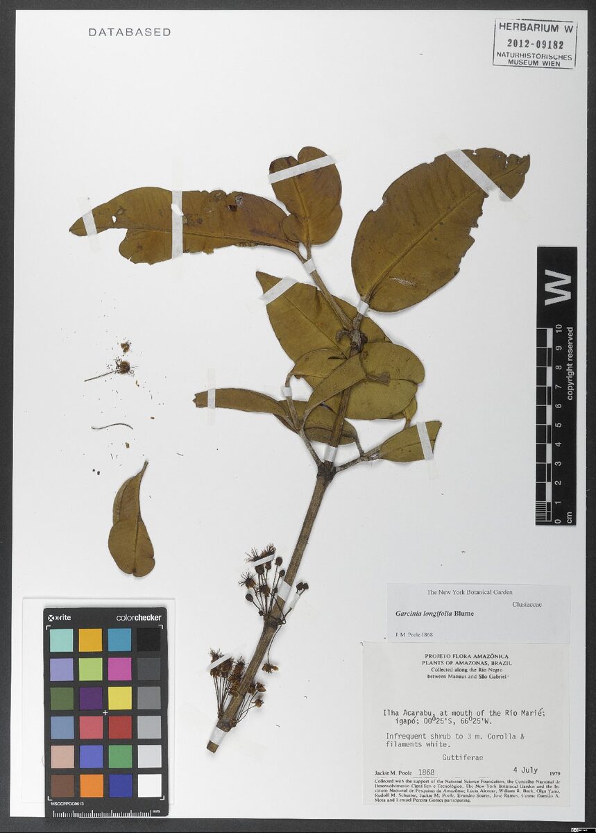 Garcinia longifolia (Charichuelo) — photo