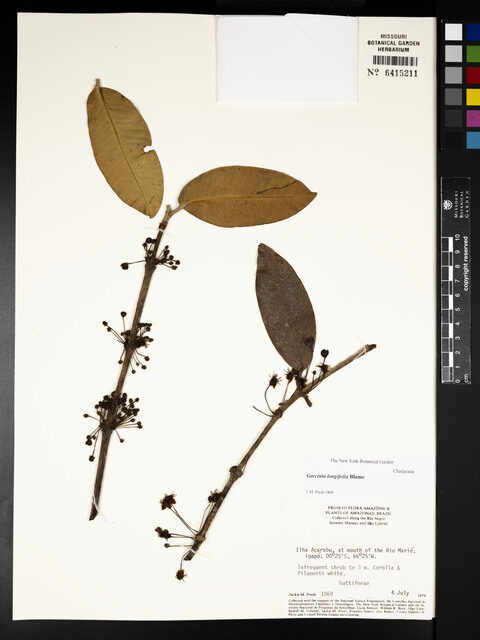 Garcinia longifolia (Charichuelo) — photo