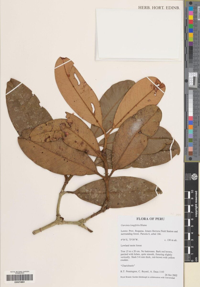 Garcinia longifolia