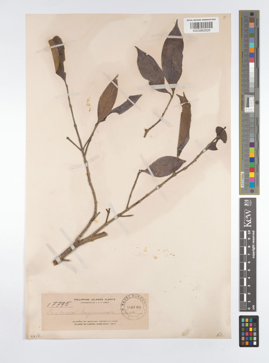 Garcinia luzoniensis (Malabinukau) — photo