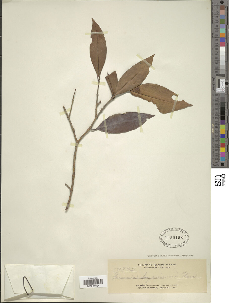 Garcinia luzoniensis (Malabinukau) — photo