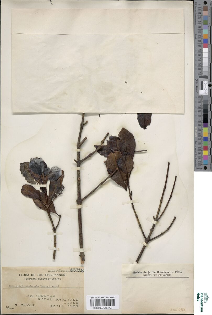 Garcinia luzoniensis