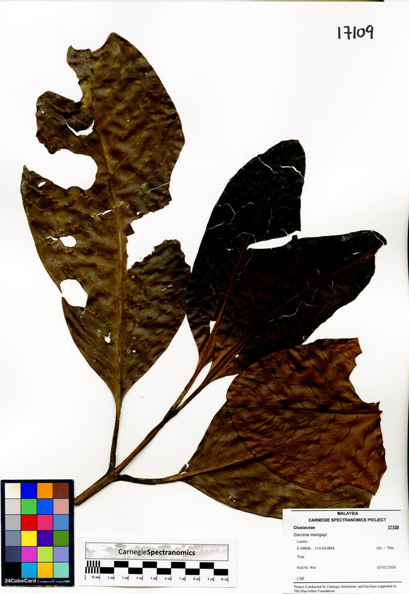 Garcinia maingayi — photo