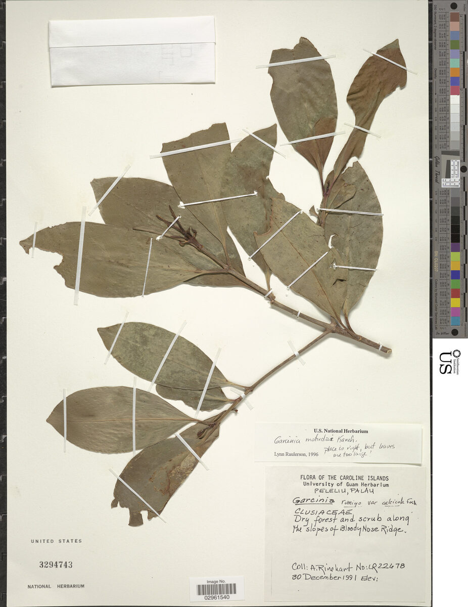 Garcinia matsudae (Palau Garcinia) — photo