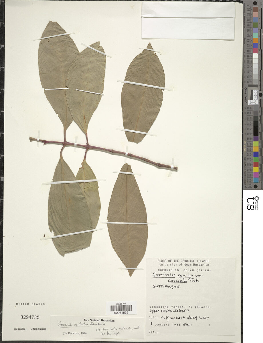 Garcinia matsudae (Palau Garcinia) — photo