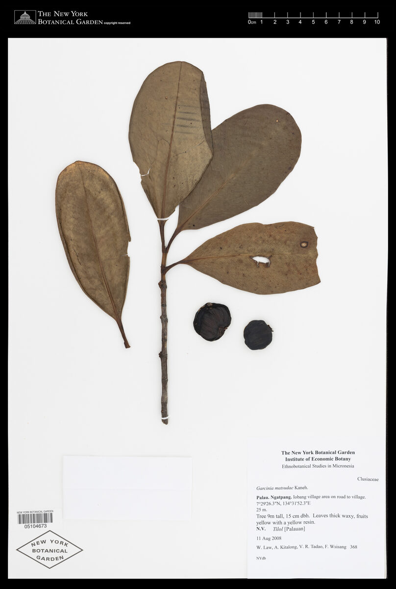 Garcinia matsudae