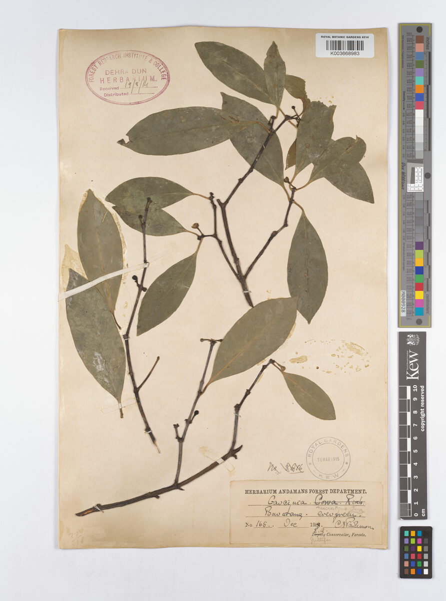 Garcinia microstigma — photo