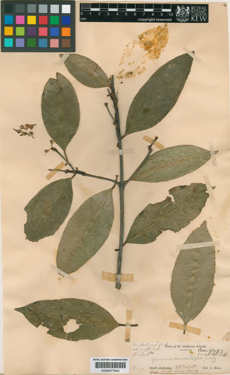 Garcinia microstigma — photo