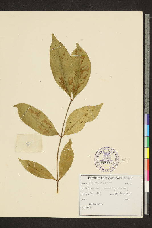 Garcinia microstigma