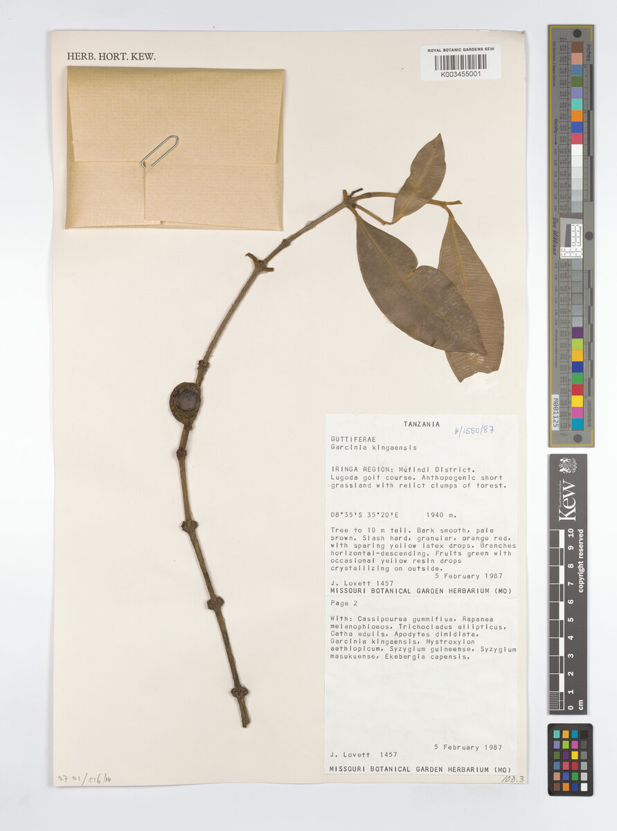 Garcinia mlanjiensis — photo