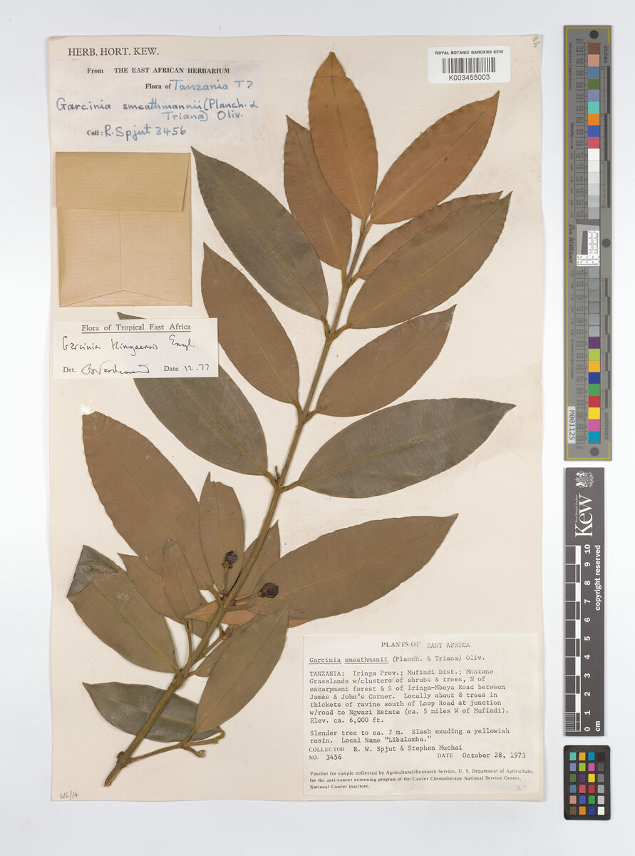Garcinia mlanjiensis — photo