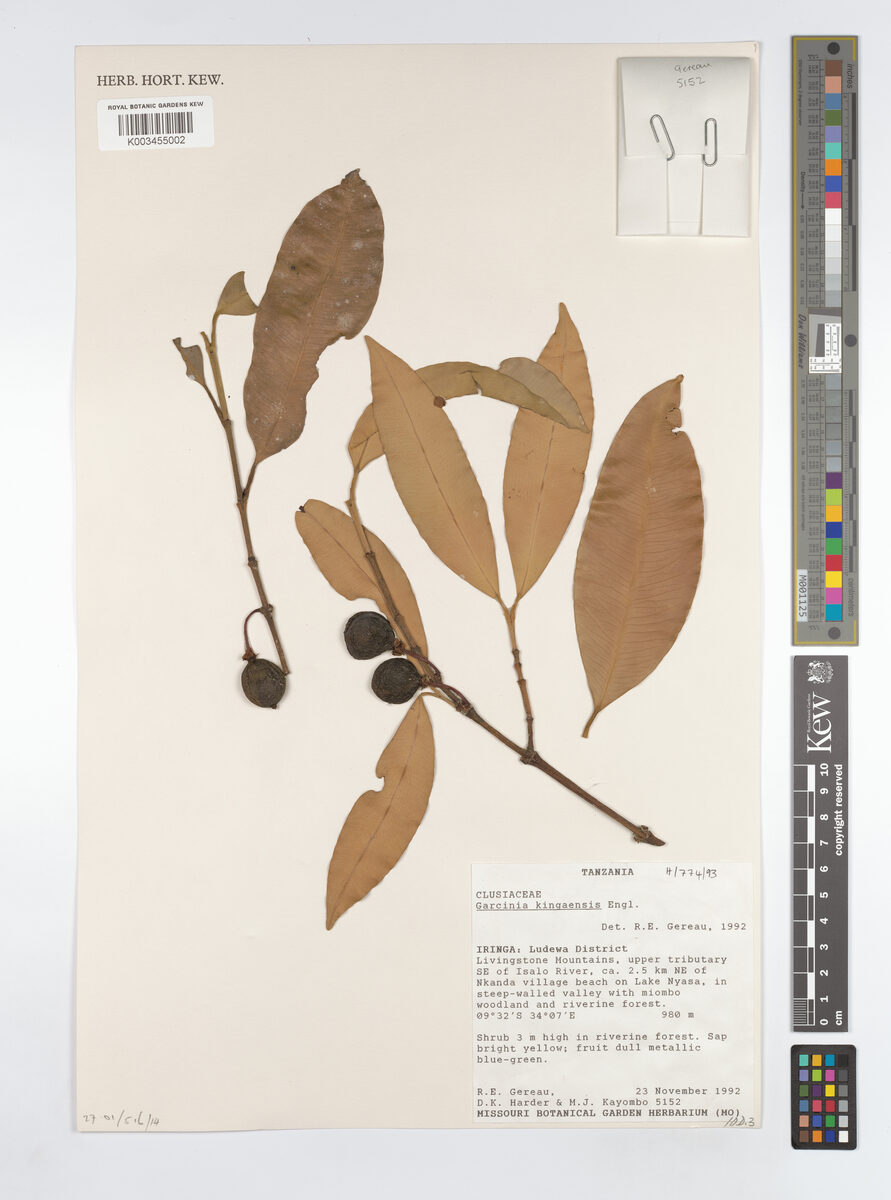 Garcinia mlanjiensis