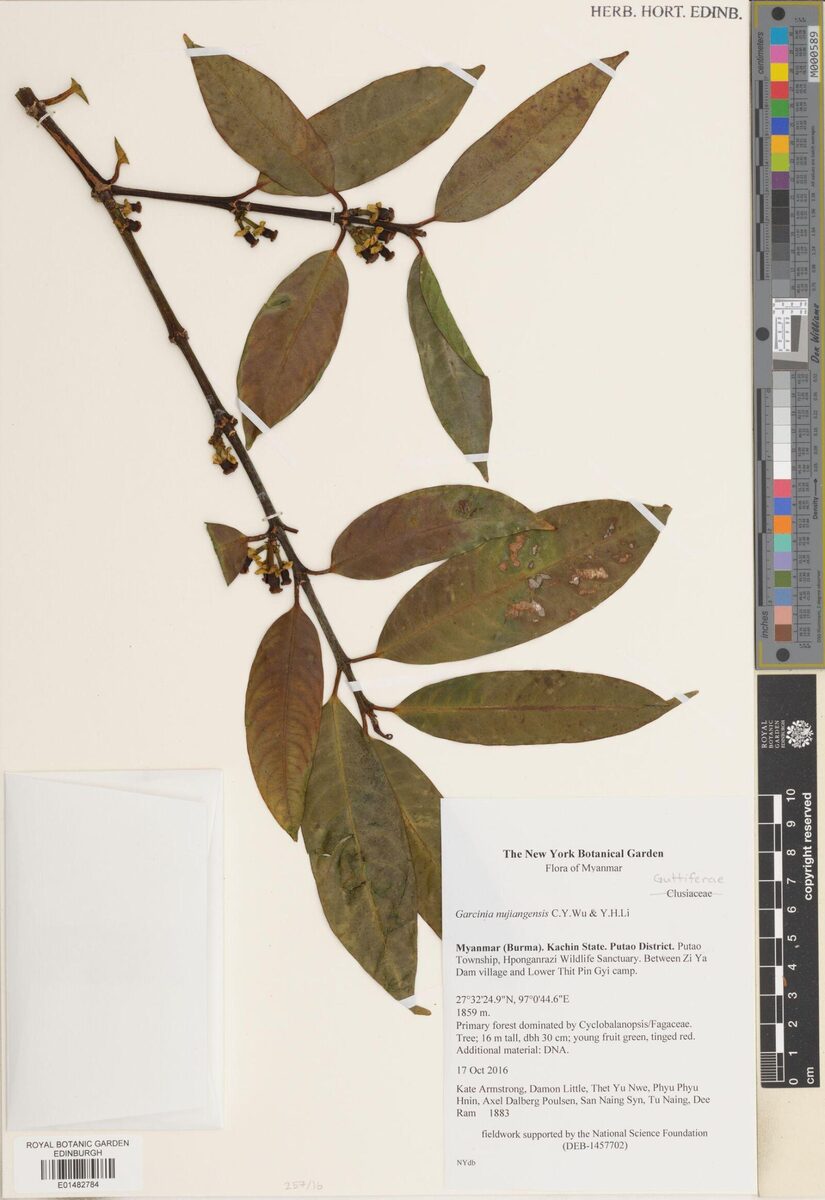 Garcinia nujiangensis — photo