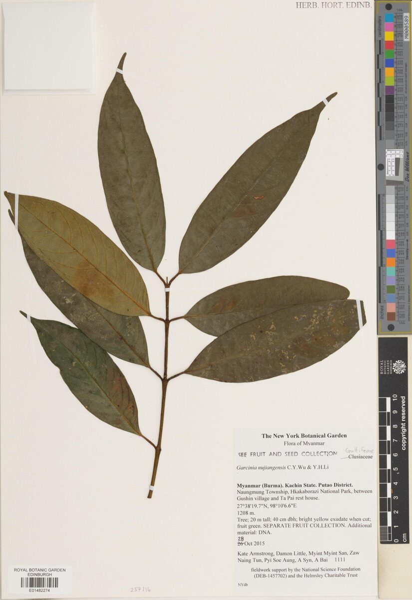 Garcinia nujiangensis — photo