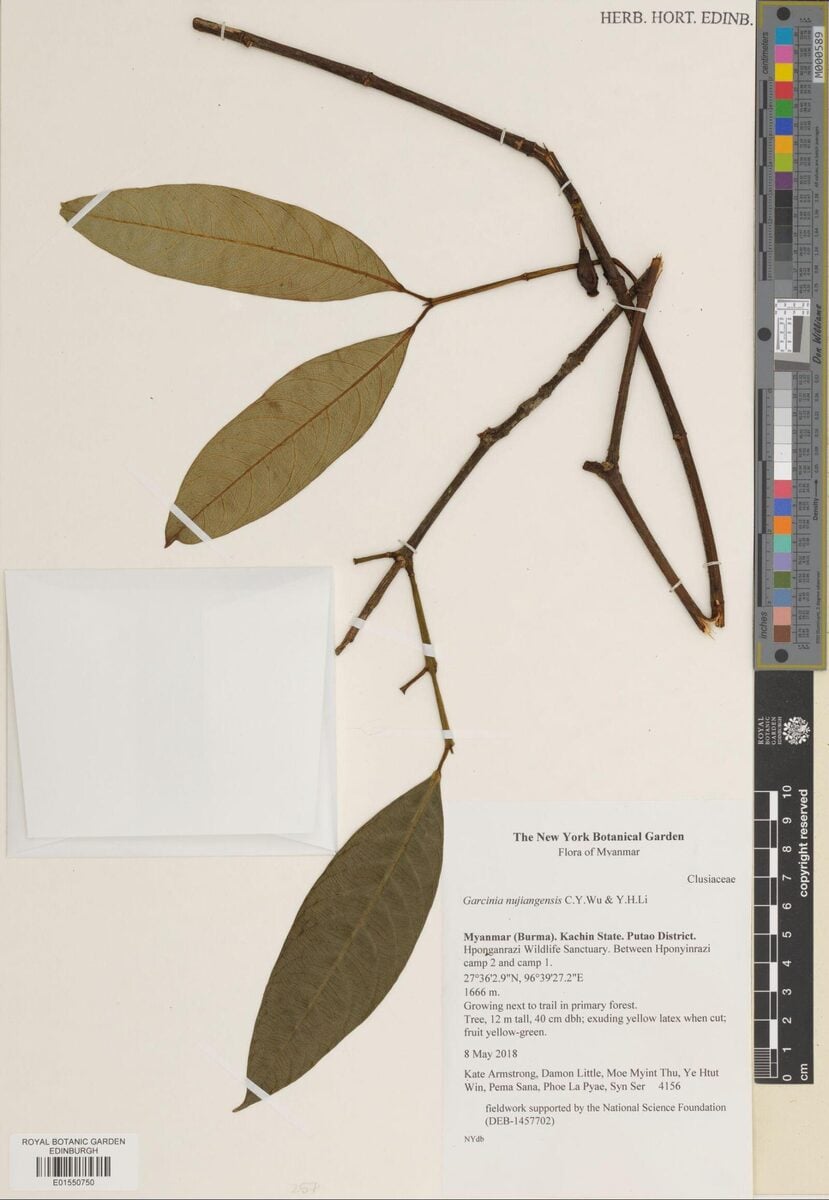 Garcinia nujiangensis