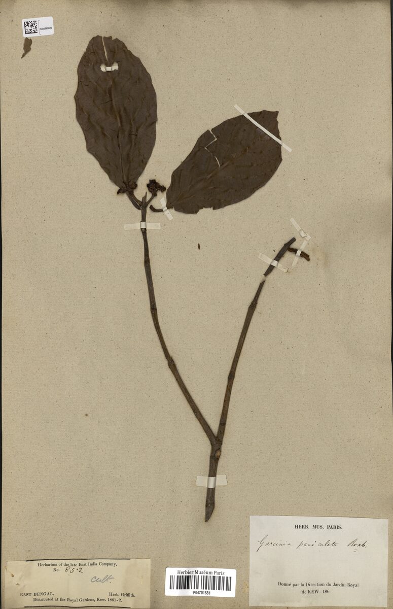 Garcinia paniculata — photo