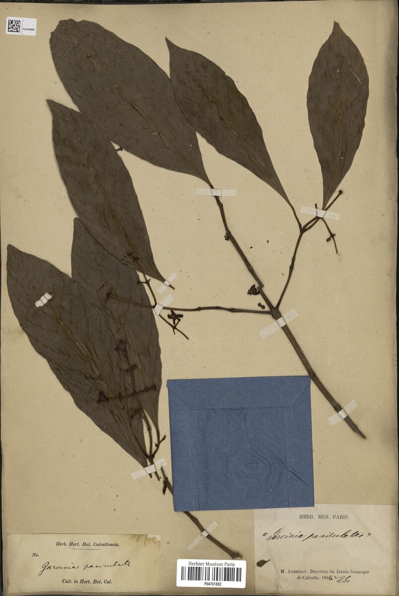 Garcinia paniculata — photo