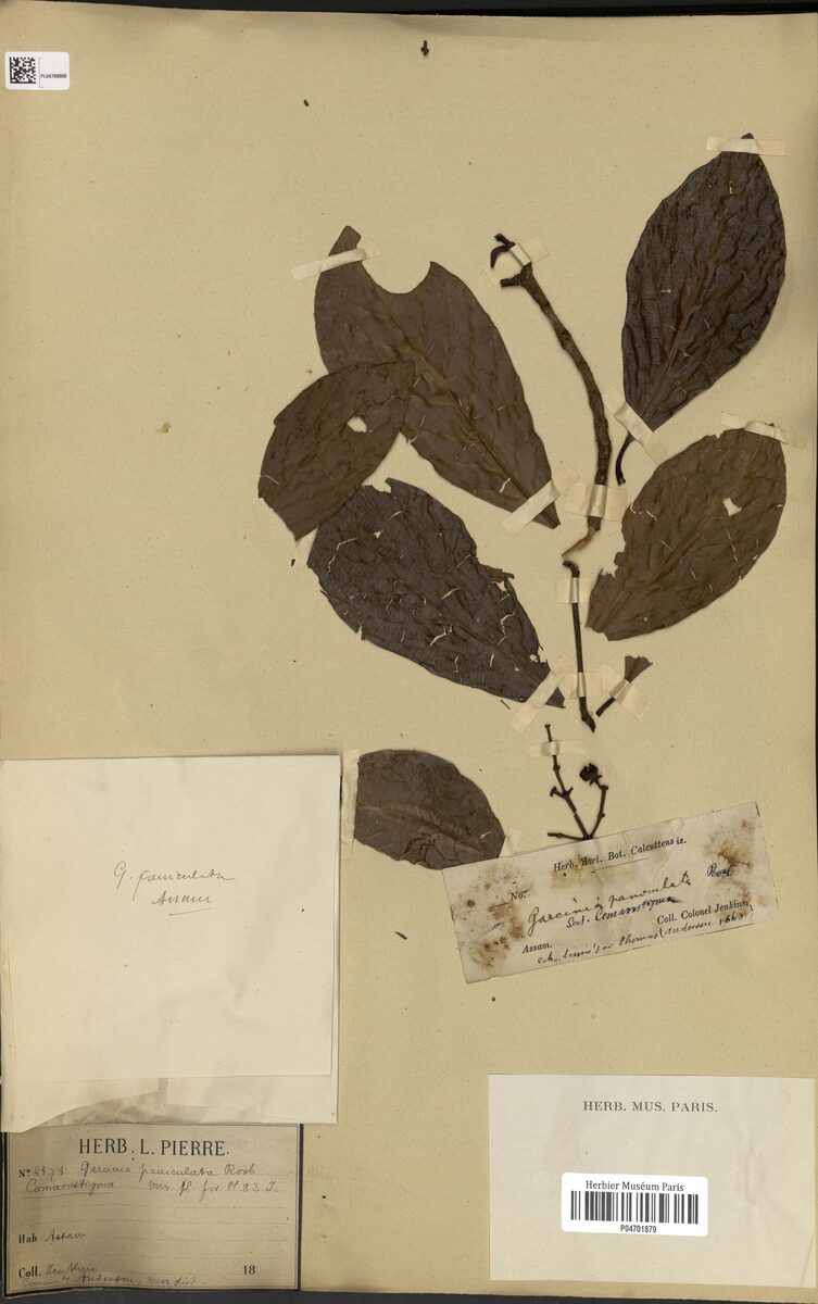 Garcinia paniculata