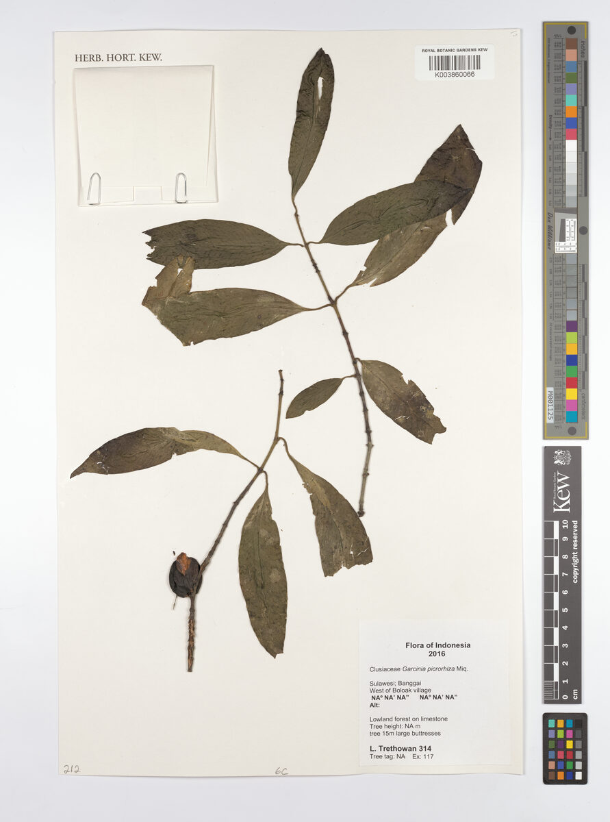 Garcinia picrorhiza (Risa mangosteen) — photo