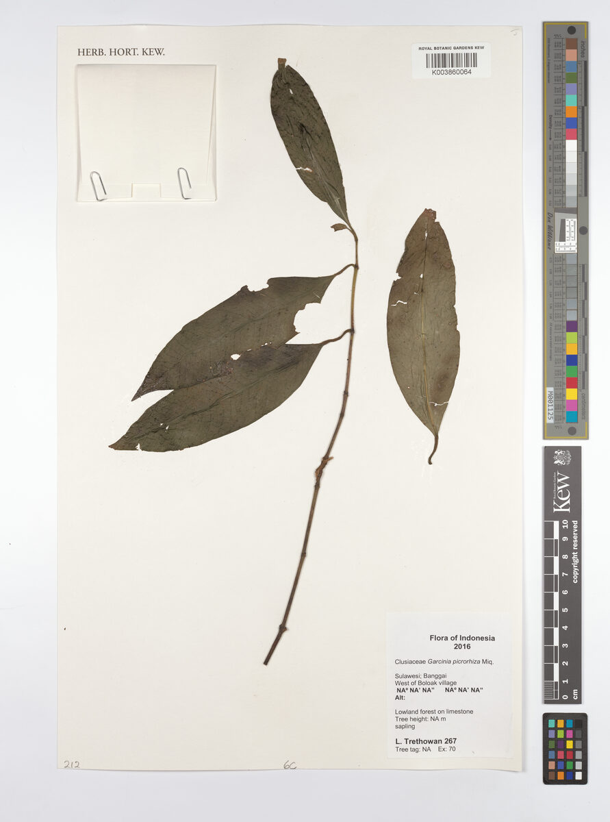 Garcinia picrorhiza