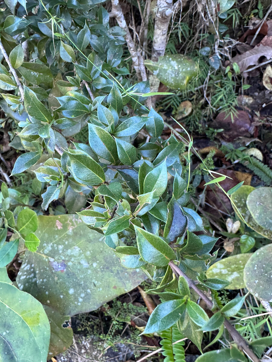 Garcinia portoricensis — photo