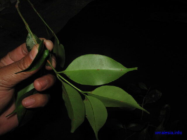 Garcinia rostrata — photo