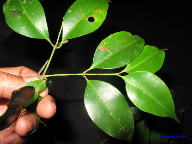 Garcinia rostrata — photo