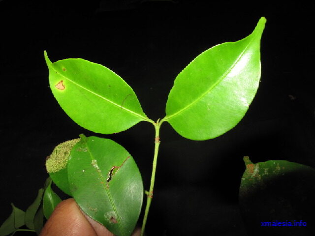 Garcinia rostrata