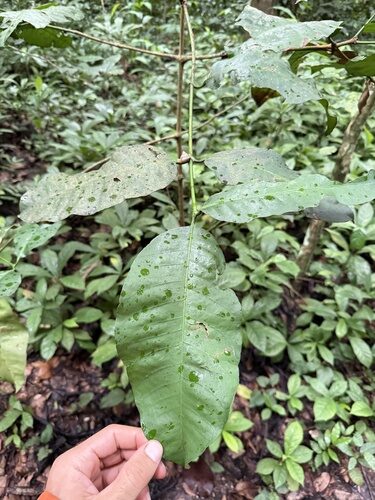 Garcinia semseii