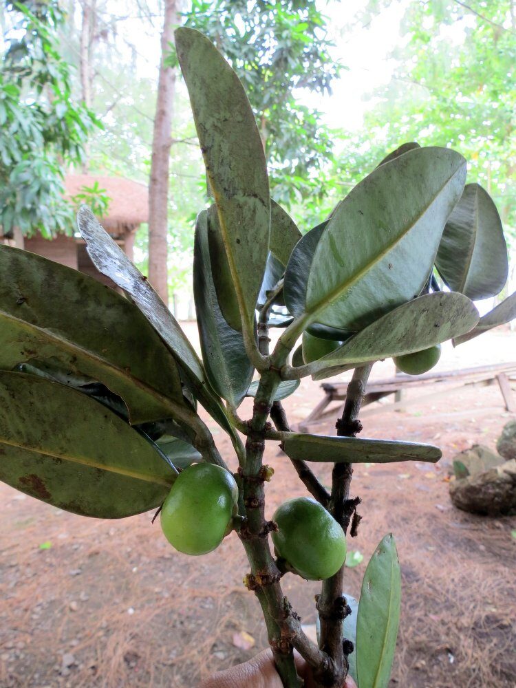 Garcinia sizygiifolia (Funi) — photo