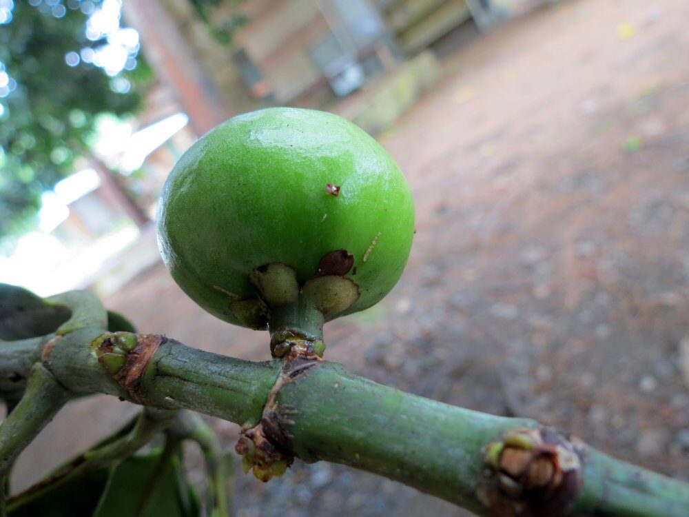 Garcinia sizygiifolia (Funi) — photo