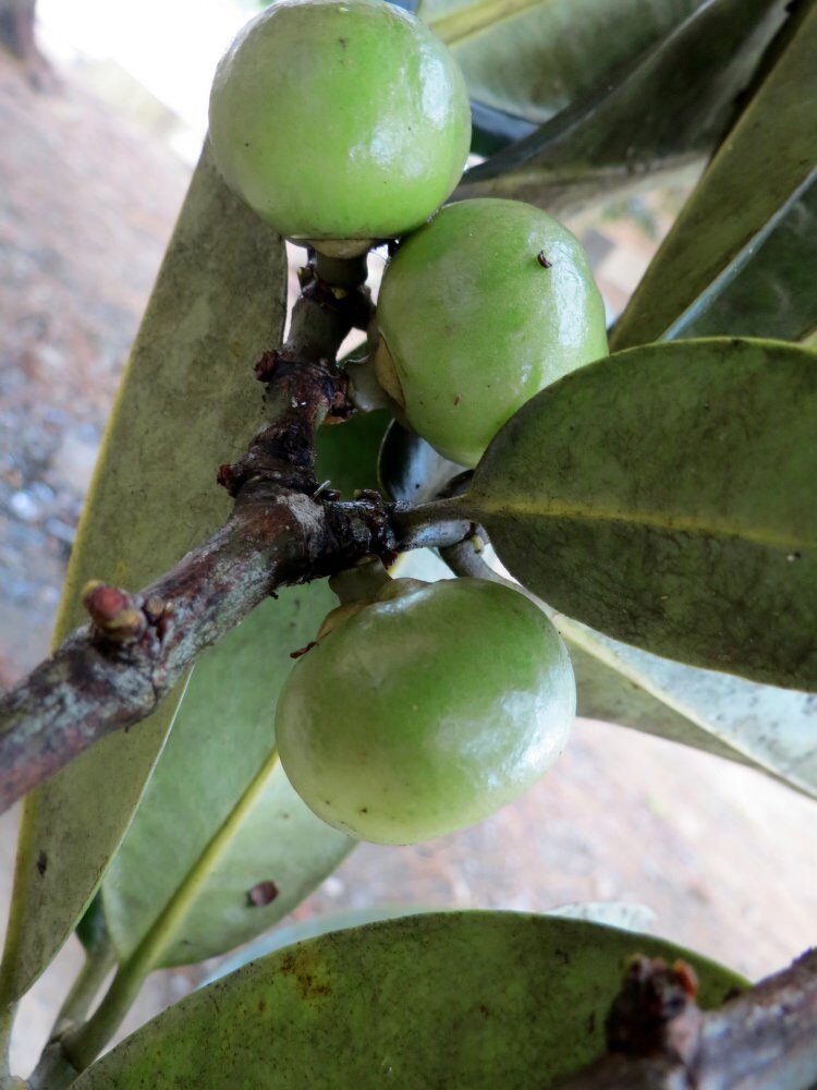 Garcinia sizygiifolia