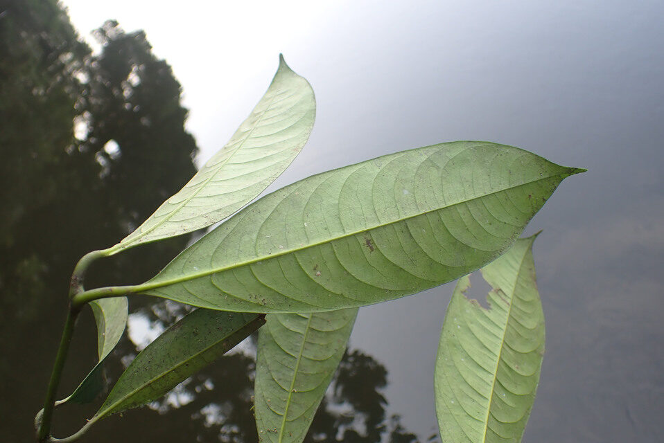 Garcinia smeathmannii (False chewstick) — photo