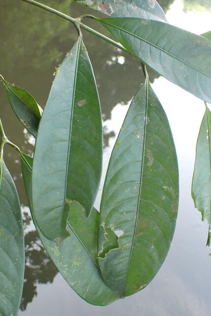 Garcinia smeathmannii (False chewstick) — photo
