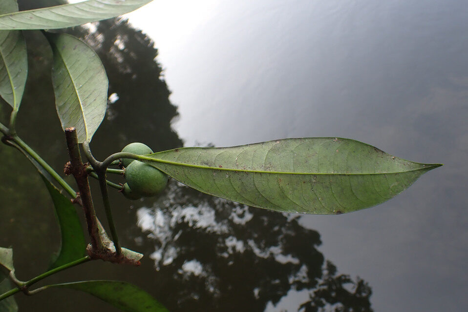 Garcinia smeathmannii