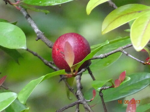 Garcinia terpnophylla (Indian gamboge) — photo