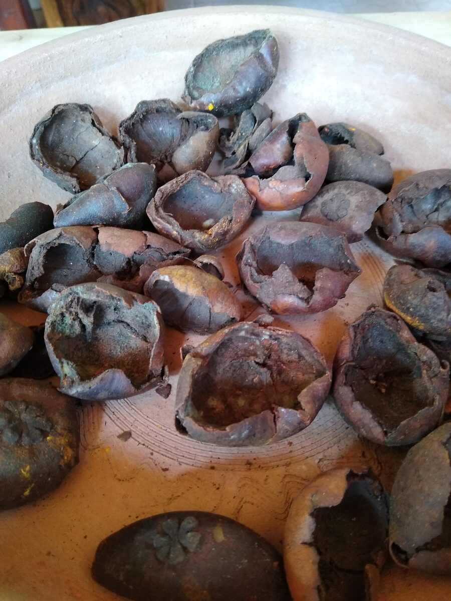 Garcinia venulosa (Gatasan) — photo
