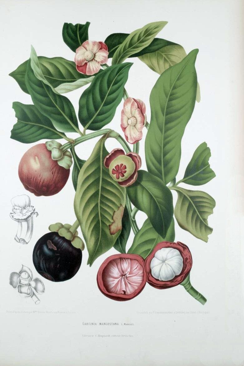 Garcinia venulosa