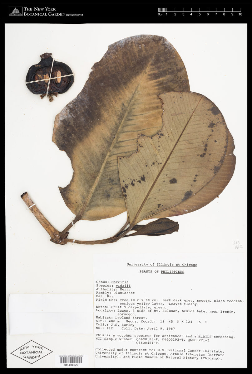 Garcinia vidalii (Piris) — photo