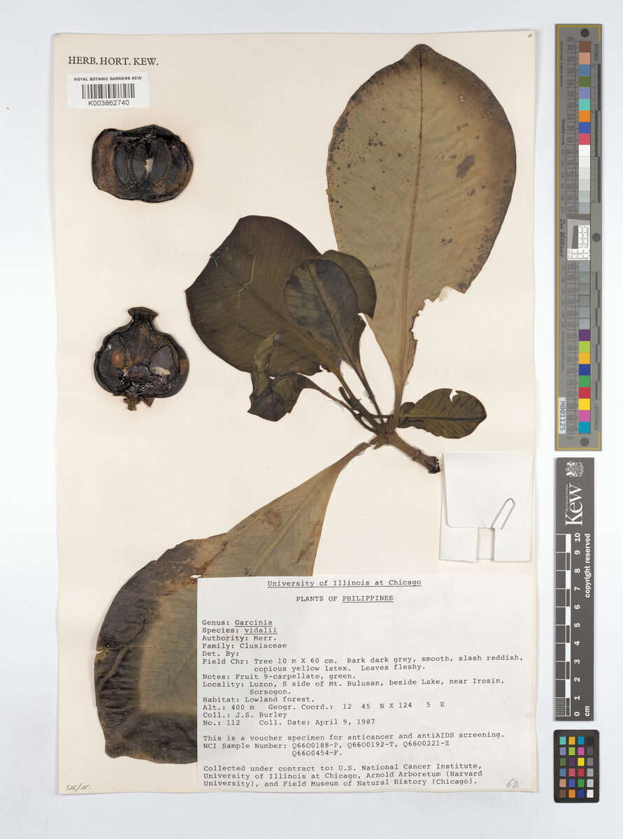Garcinia vidalii (Piris) — photo
