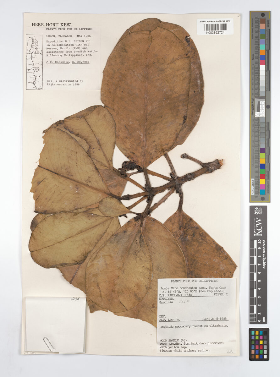 Garcinia vidalii