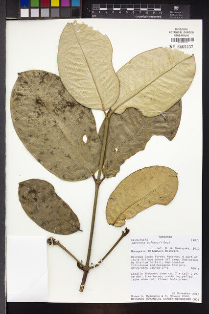 Garcinia volkensii — photo