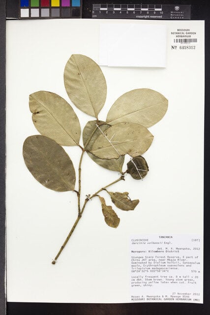 Garcinia volkensii — photo