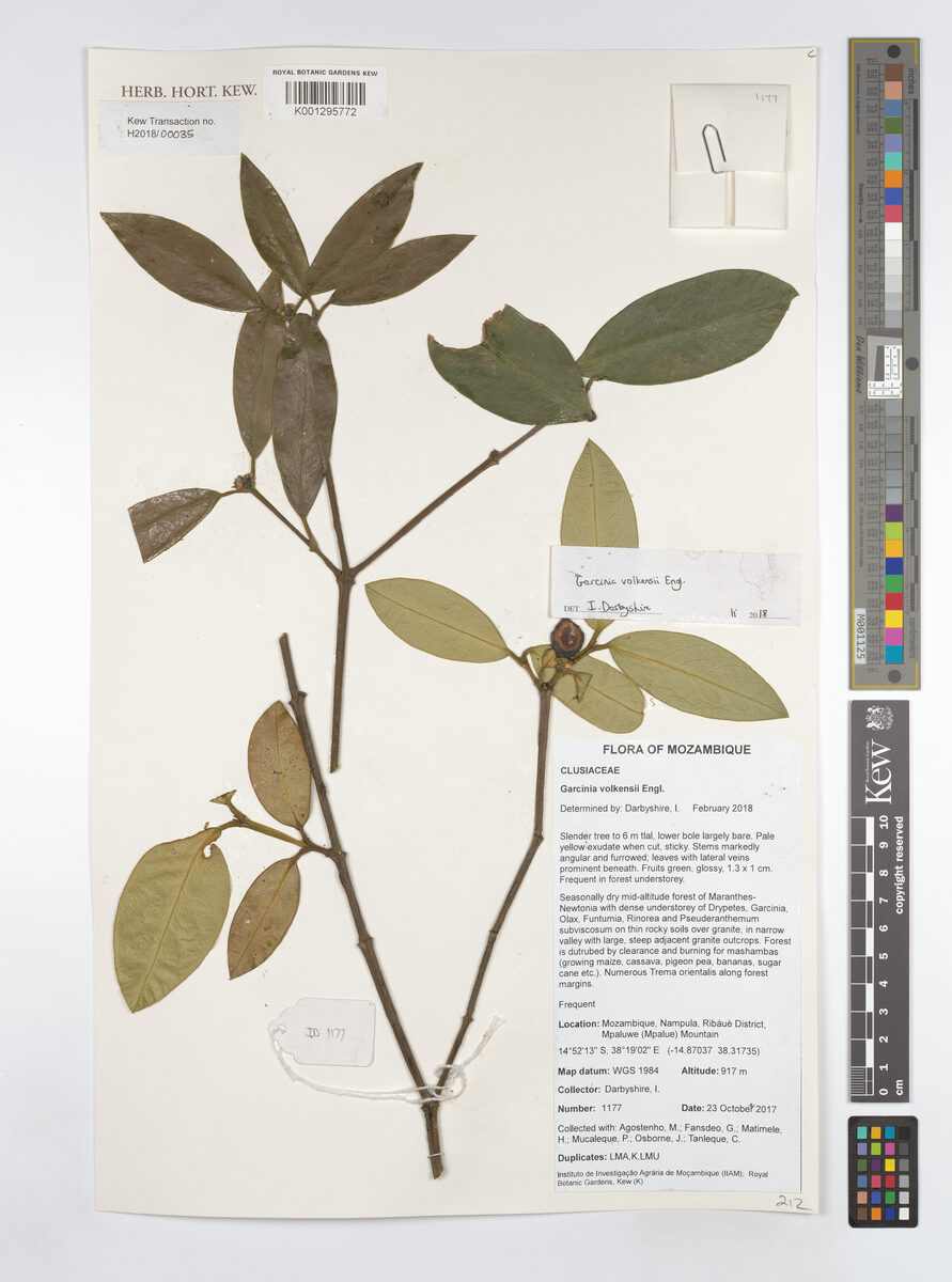 Garcinia volkensii
