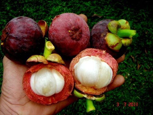 Garcinia xanthochymus (Gamboge) — photo